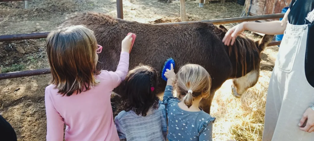 Niñas y niños cepillan un burro en un corral exterior; actividad guiada que fomenta el respeto animal y el aprendizaje vivencial en un espacio educativo.