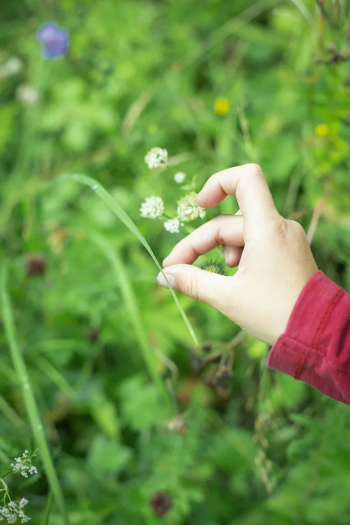 Mano infantil recoge flores silvestres entre hierbas verdes; aprendizaje sensorial y botánica en un espacio educativo.