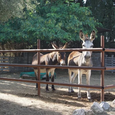 Dos burros dentro de un corral de metal y madera, bajo la sombra de árboles, en la zona de animales y huerto del centro en la naturaleza.