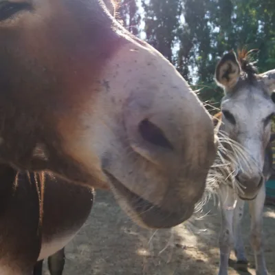Primer plano del hocico de un burro marrón con otro burro gris al fondo en su corral, bajo la luz entre árboles, en la zona de animales y huerto del centro en la naturaleza.